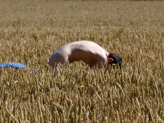 Dans les blés 2