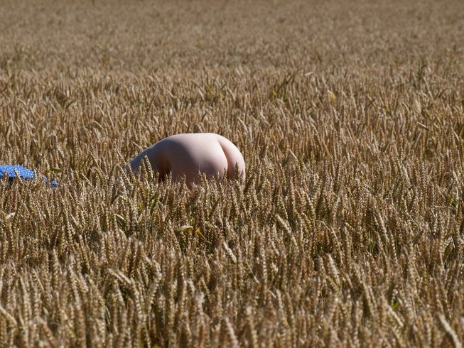 Dans les blés 4